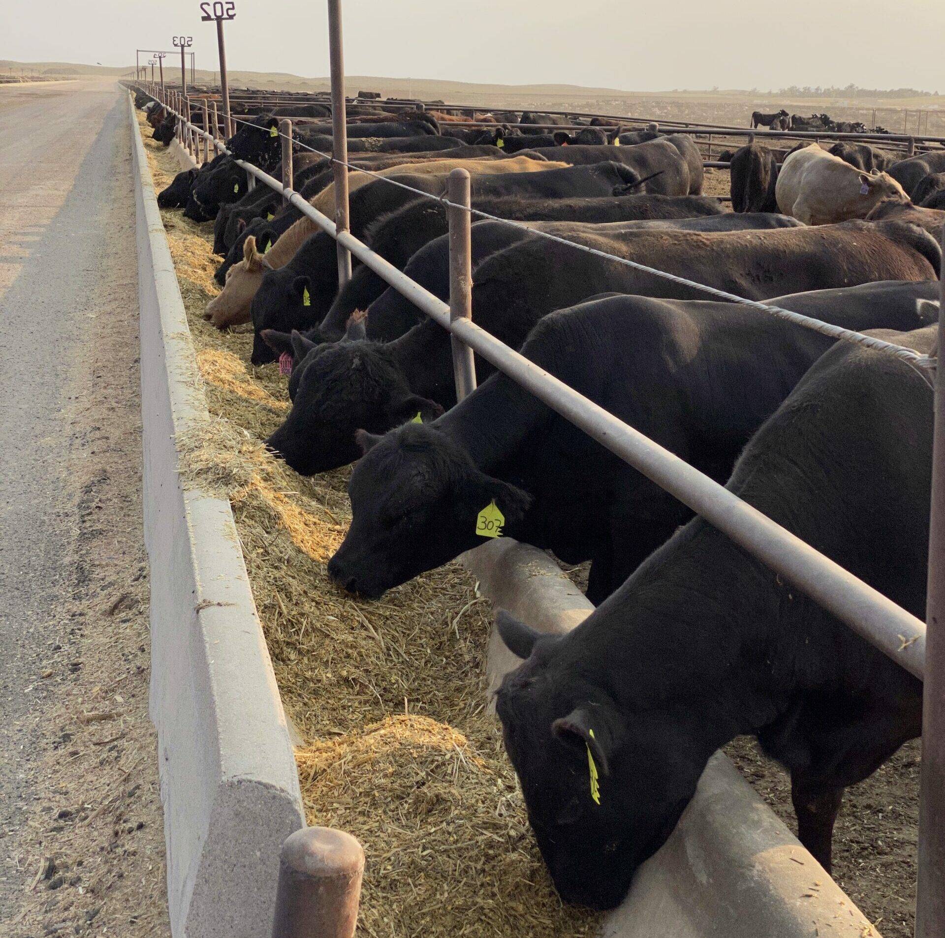 cattle feeding in feedyard
