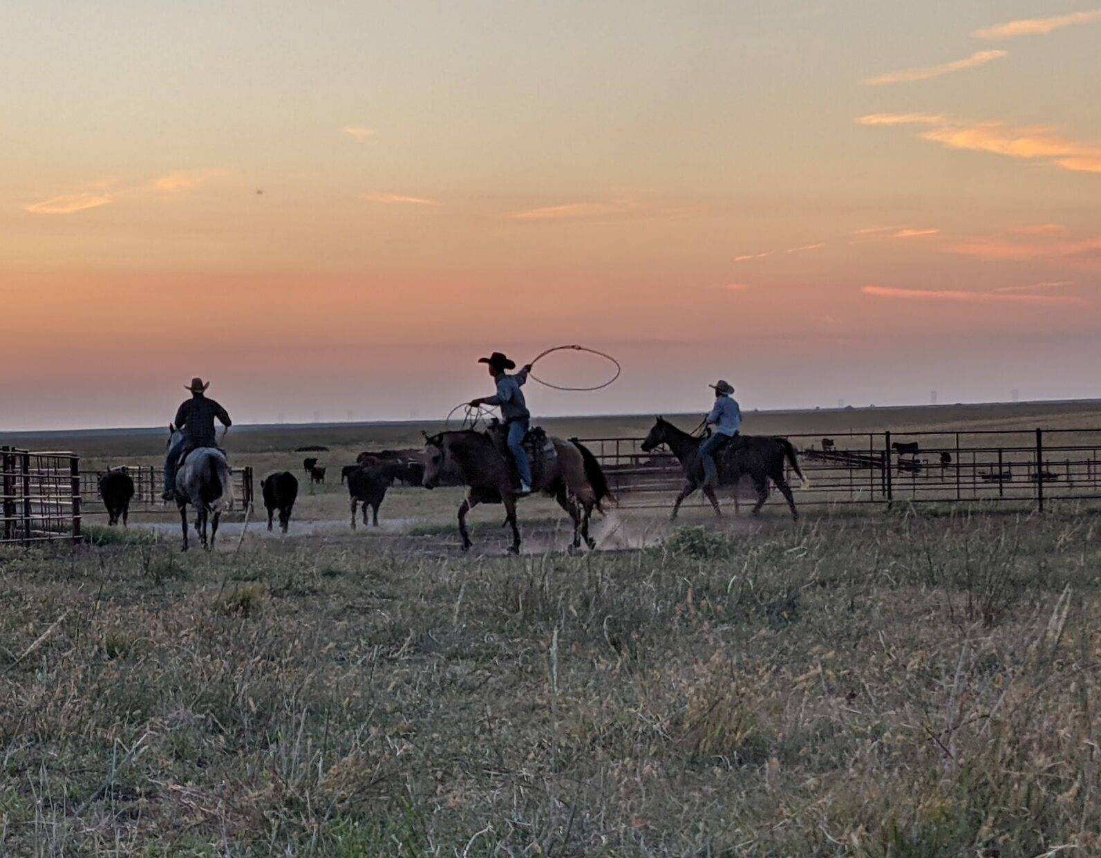 ranchers herding cattle