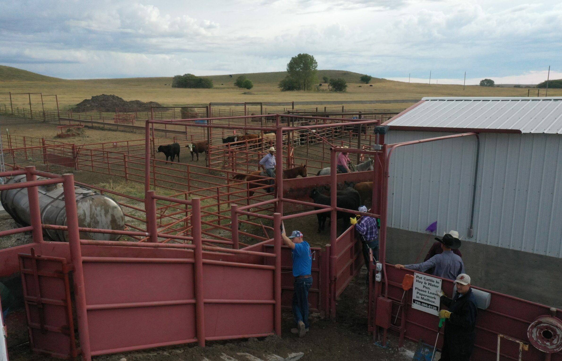 Ranch employees loading cattle