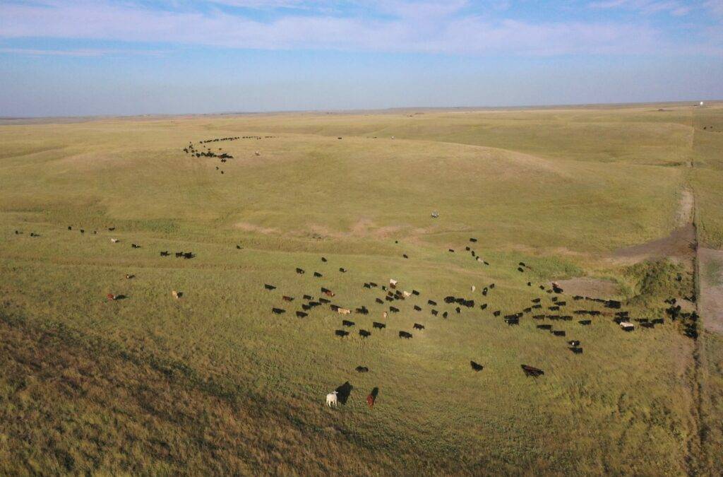 cattle in open field