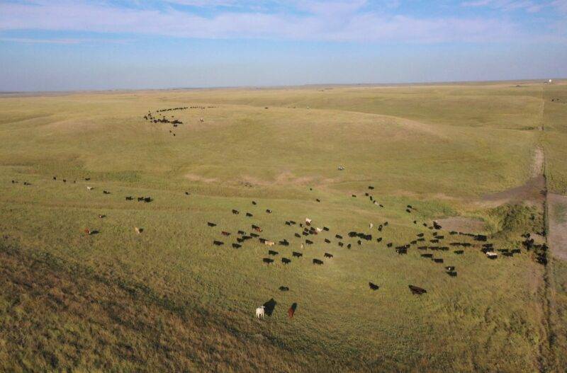 backgrounding-foote-cattle-company