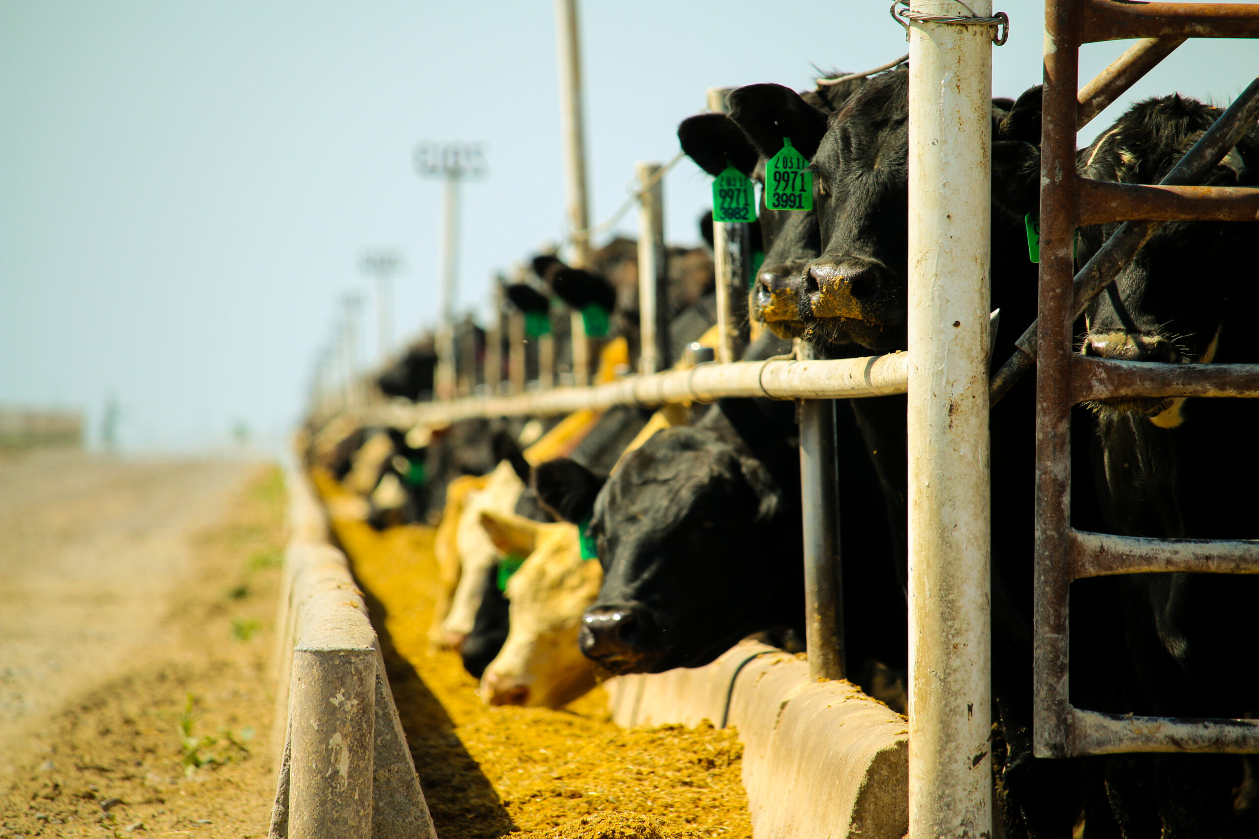 Cattle feeding in feedyard