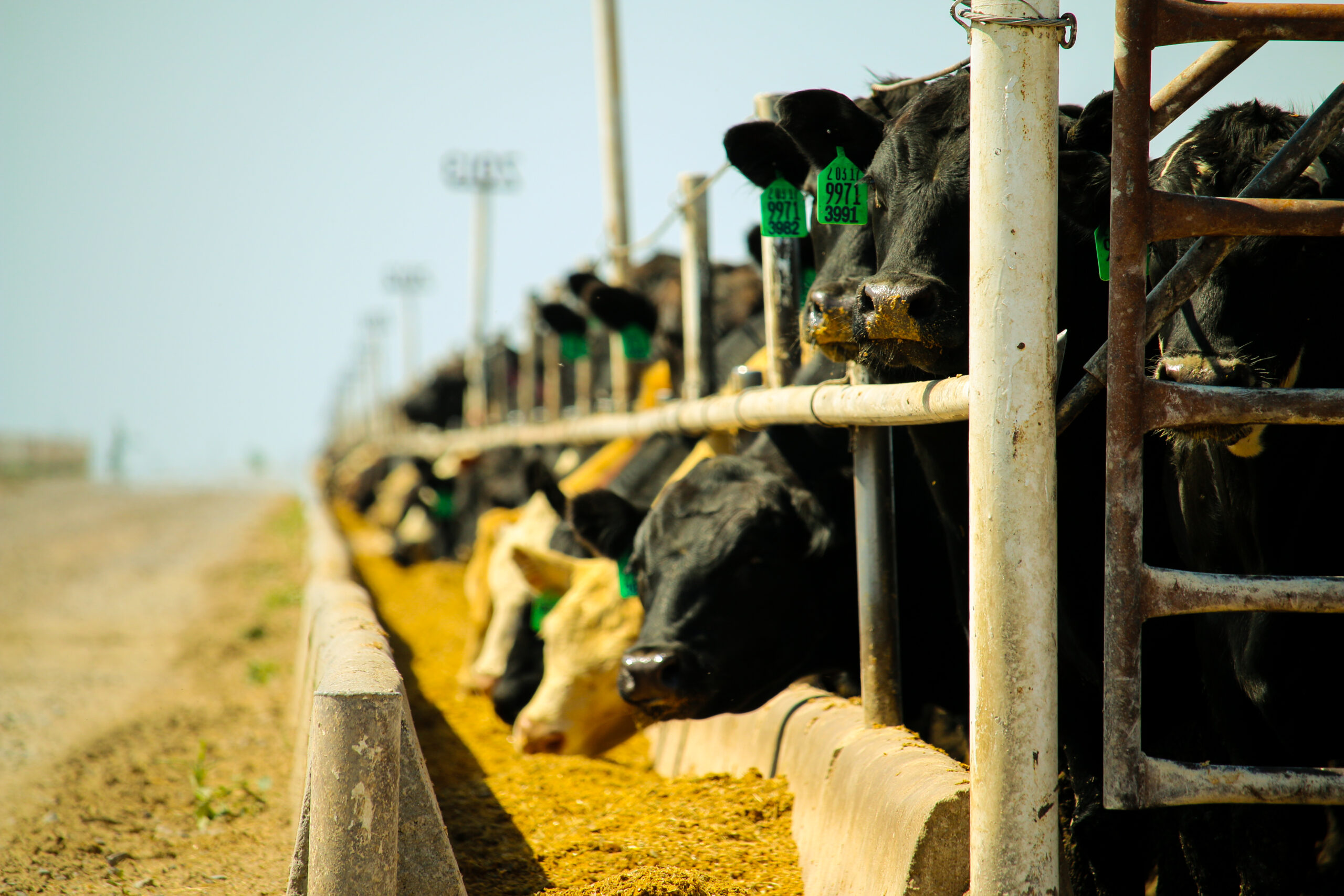 Ranchers' Guide to Custom Cattle Feeding - Custom Cattle Feeding, Feed,  Ranch