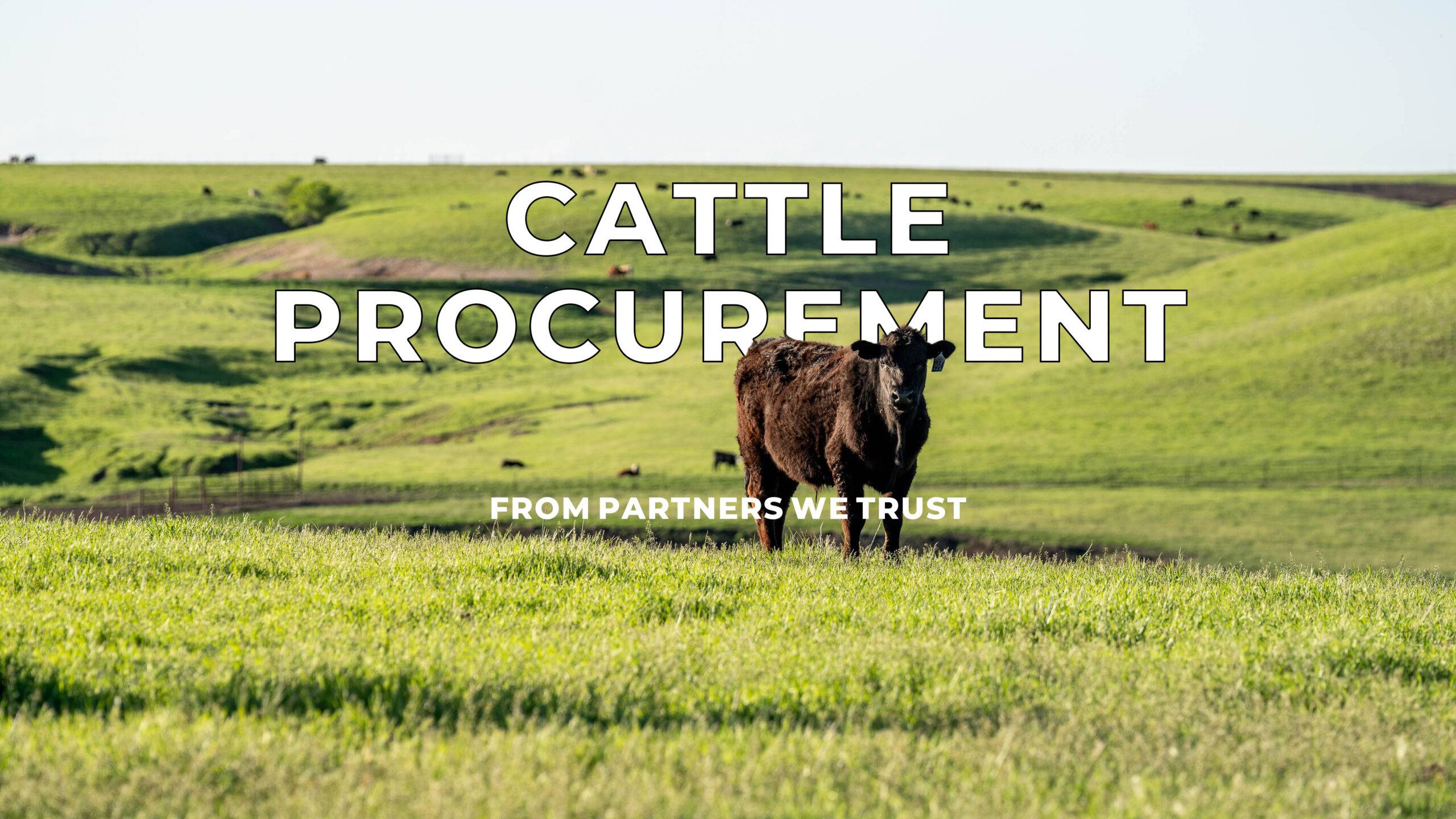 Cattle Procurement Cover Photo