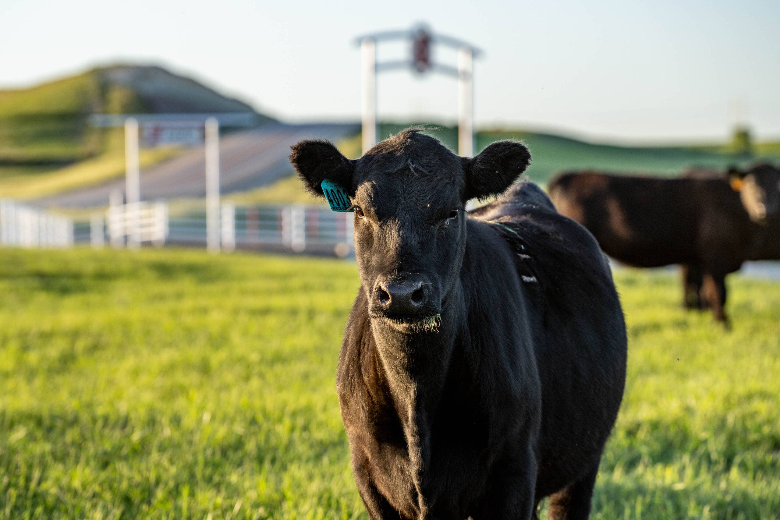 Yearling Cattle