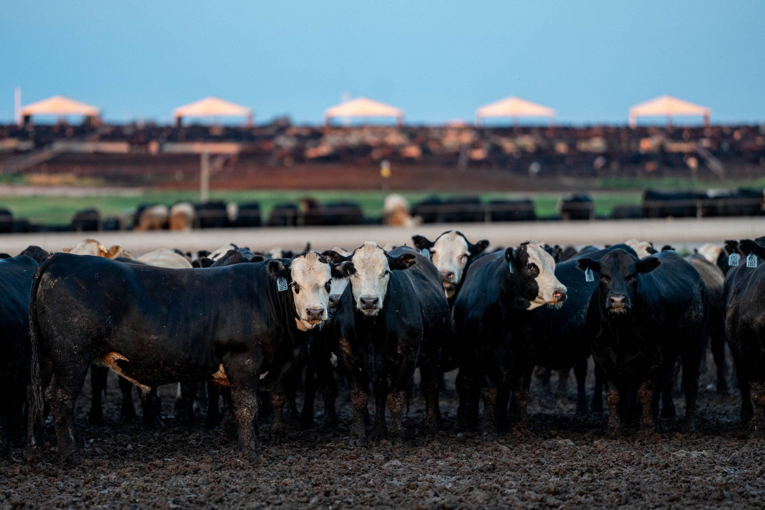 Pioneer Feedyard Cattle