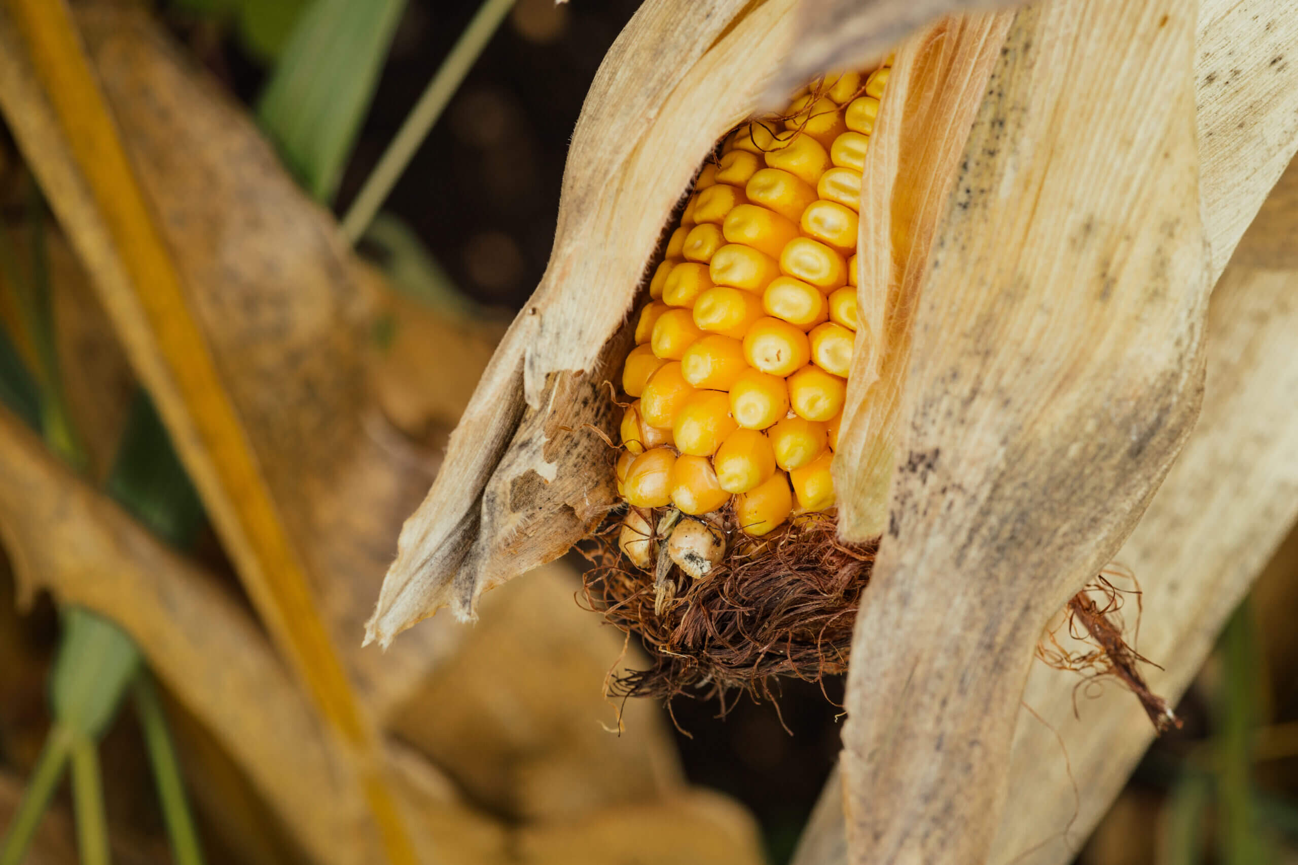 Corn Photo