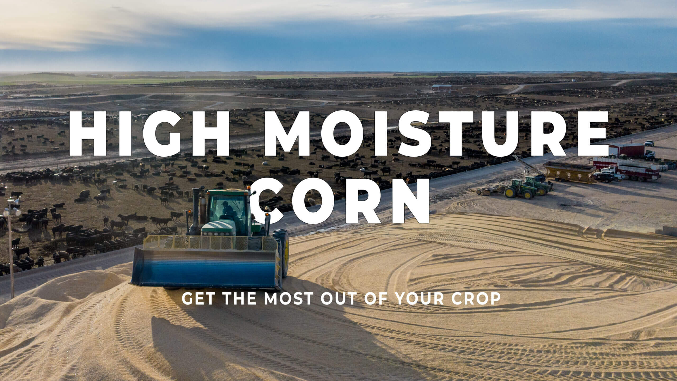 High Moisture Corn